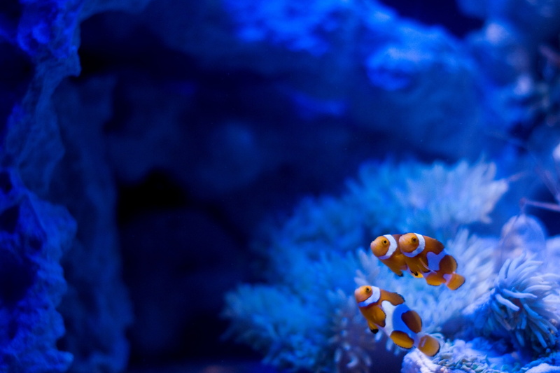anemonefish, reef, one animal, animal, animals And Pets, backgrounds, 2K, close-up, sea, multi Colored, deep, aquarium, three, swimming Animal, wildlife