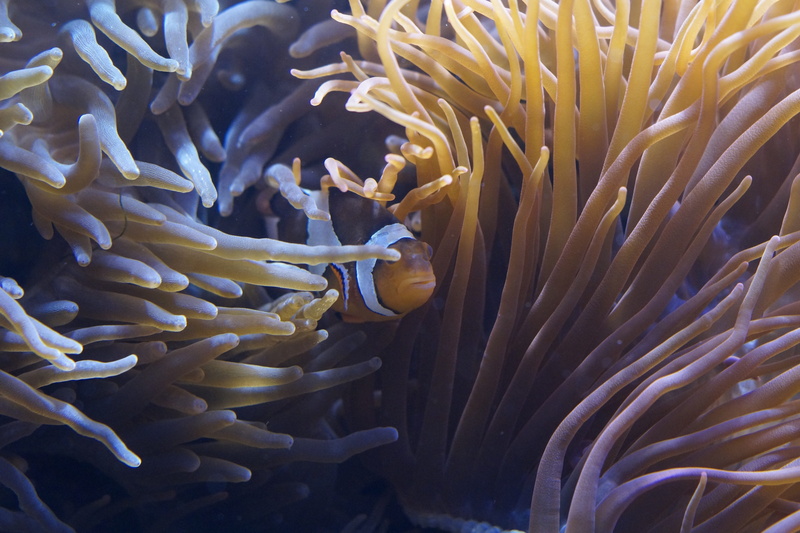 mollusk, hide, protect, animal wildlife, coral, swim, beauty in nature, marine, hidden, invertebrate, nature, water, ocean, clown fish, toxic, clownfish