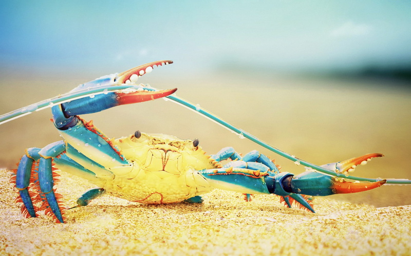 day, animal, crab, insect, sea, blue, nature, 1080P, no people, invertebrate, colorful, animal themes, marine, land, animal wildlife, beach, crustacean