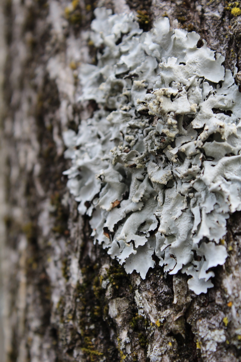 moss, beauty in nature, outdoors, lichen, close-up, grey, forest, fungus, plant, trunk, woodland, symbiotic, nature, textured, 5K, no people, focus on foreground