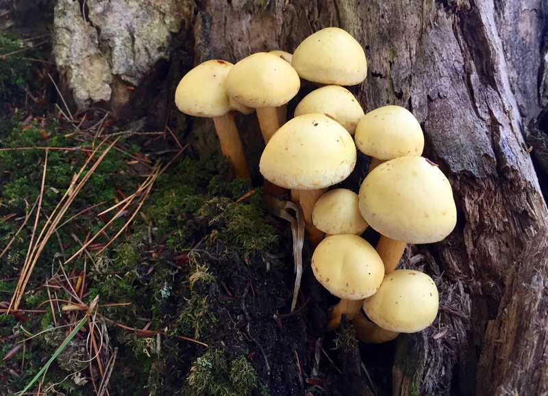 decomposer, plant, close-up, high angle view, tree, land, no people, fall, symbiotic, forest floor, trunk, outdoors, food and drink, fungus, macro, cream