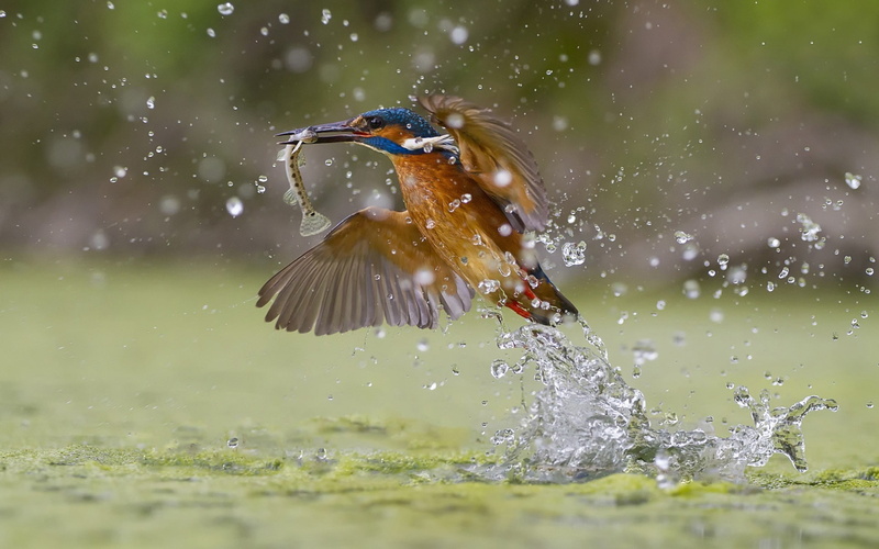 Fish, blue, Kingfisher, beaked, bird, Catching, long, 1080P, brown, Water, Splash