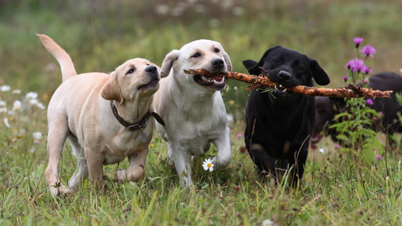 white dog, pets, black dog, stick, puppies, animals, 1080P, labrador, catch, nature, playing, dogs playing