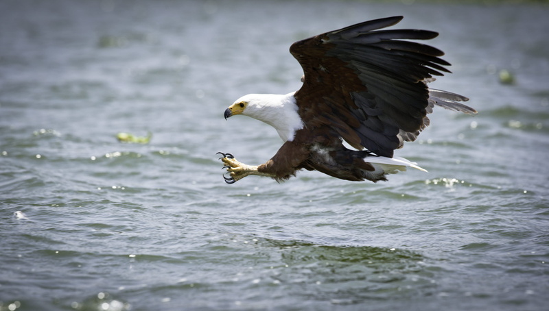 motion, 2K, eagle - bird, wings, bald eagle, fish, vertebrate, animals in the wild, one animal, eagle, feathers, wild, animal, nature, spread wings, bird