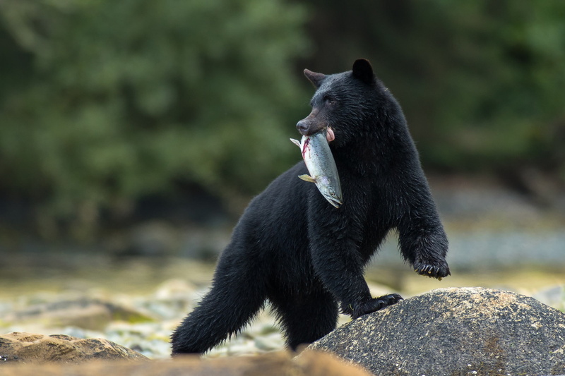 1080P, catch, stone, Black bear, bear, Baribal, fish