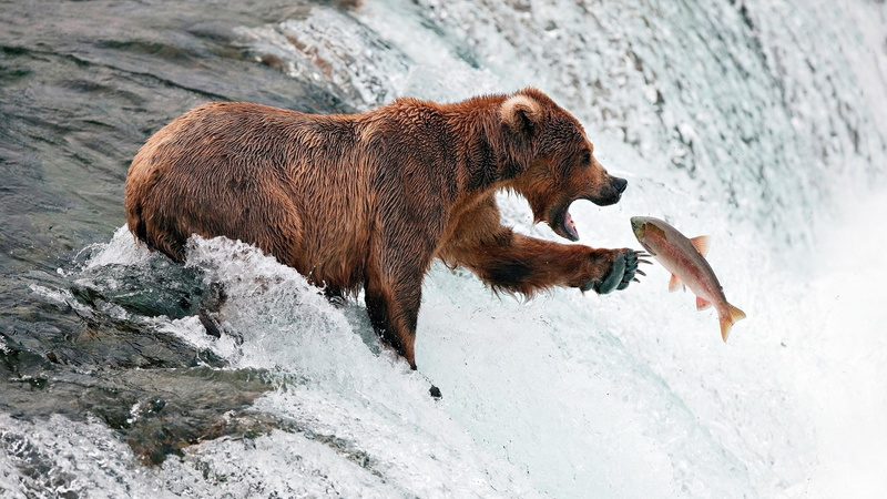 one animal, animal, survival, mouth open, no people, hunting, river, animal wildlife, animals in the wild, bear catching fish picture, animals hunting