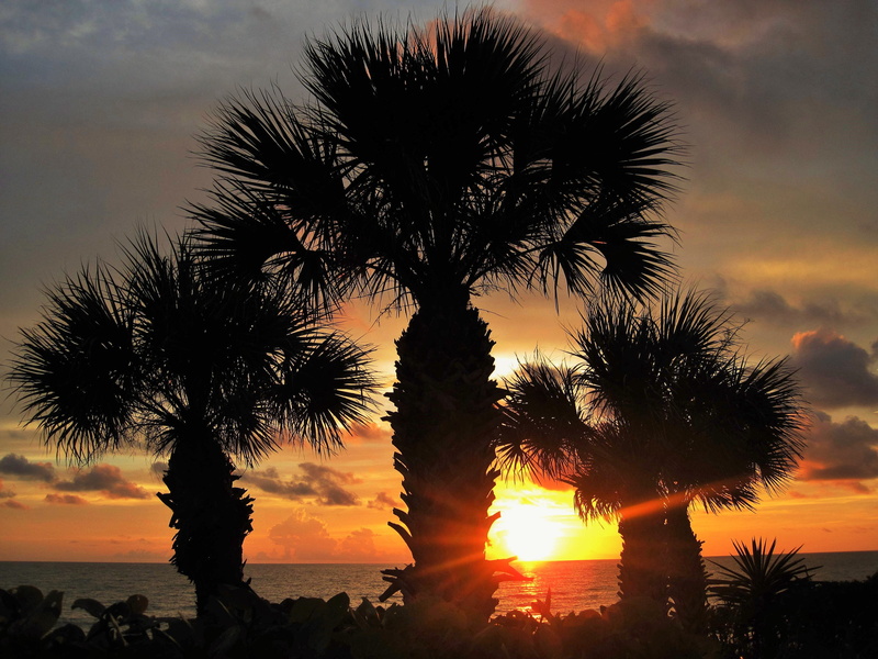 mood, palm leaf, growth, landscape, palm trees, coconut palm tree, tree, gorgeous, poster, tranquil scene, tropical climate, sunset, nature, sunset in florida