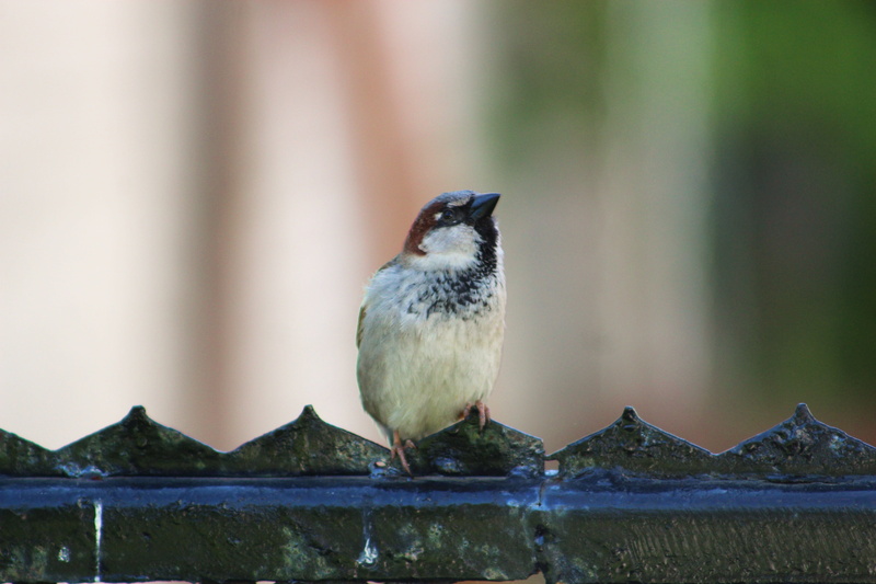 one animal, focus on foreground, bird, animal, pen, animal wildlife, the fence, urban bird, animals in the wild, songbird, sparrow home, animals, feathers
