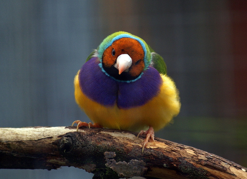 bird, gouldian finch, no people, wildlife, goulds finch, perched, 1080P, head, animals in the wild, portrait, finch, animal wildlife, tail, focus on foreground