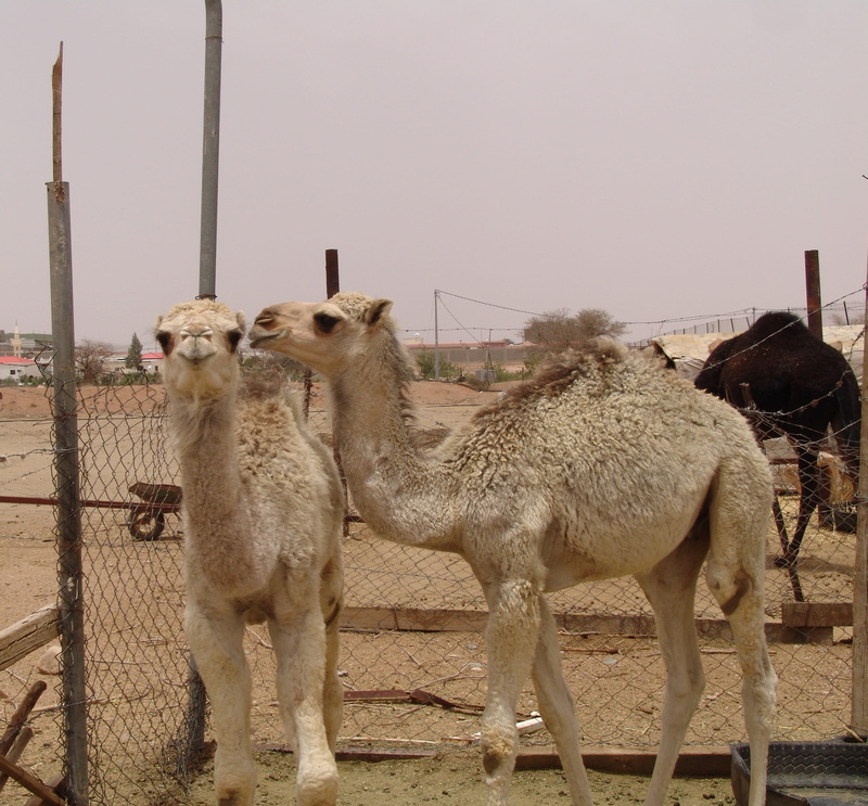 domestic animals, day, camel, animal family, group of animals, animal themes, sky, herbivorous, barrier, domestic, nature, vertebrate, livestock, no people