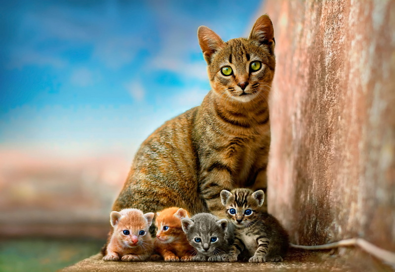 blue background, offspring, mom, four, red, 1080P, Quartet, kittens, striped, kids, cubs, kitty, wall, brood, the sky, grey, four kittens, cat, children