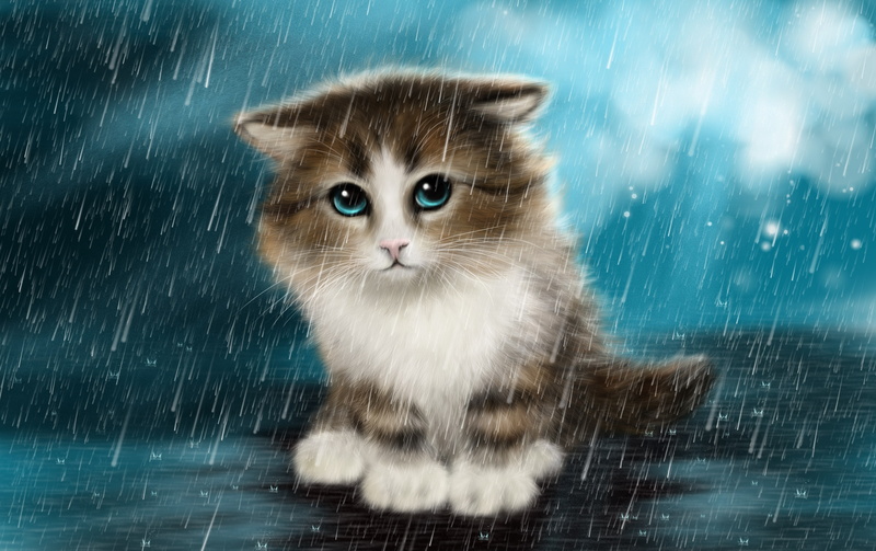 Cat, 2K, Innocent, Cute