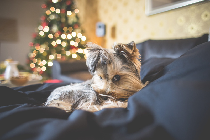 christmas bokeh, furniture, home Interior, christmas time, mammal, christmas evening, dogs, relaxation, domestic Life, holiday, top, celebration, animals