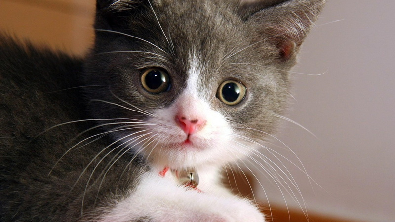 2K, innocent, sweet, animals, cute, cat