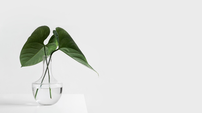 white background, vase, glass, plants, water, photography, indoors, leaves, nature, white color, 4K, cut out, plant stem, table, white, plant part, beauty in nature