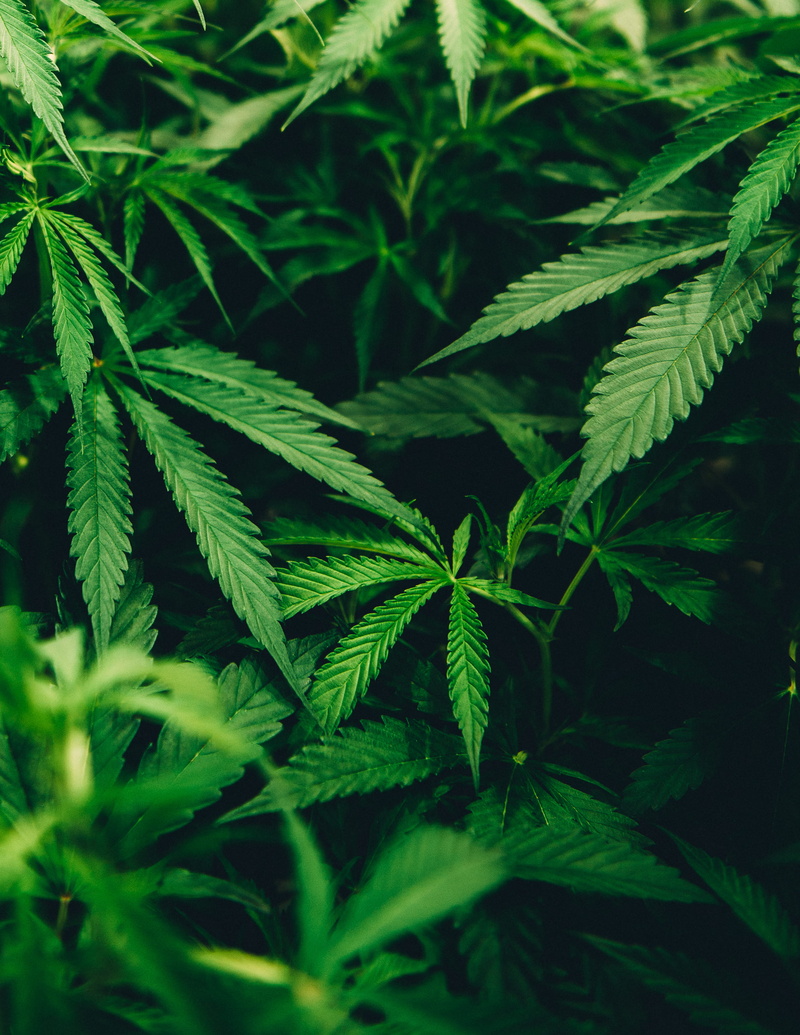 close-up, botanical, day, hemp, healthcare and medicine, organic, marijuana - herbal cannabis, 2K, no people, marijuana, narcotic, plant part, beauty in nature