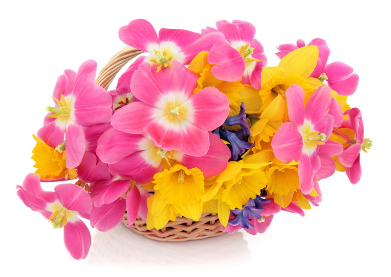 wicker basket, hyacinths, tulips, many, 5K, flowers, daffodils