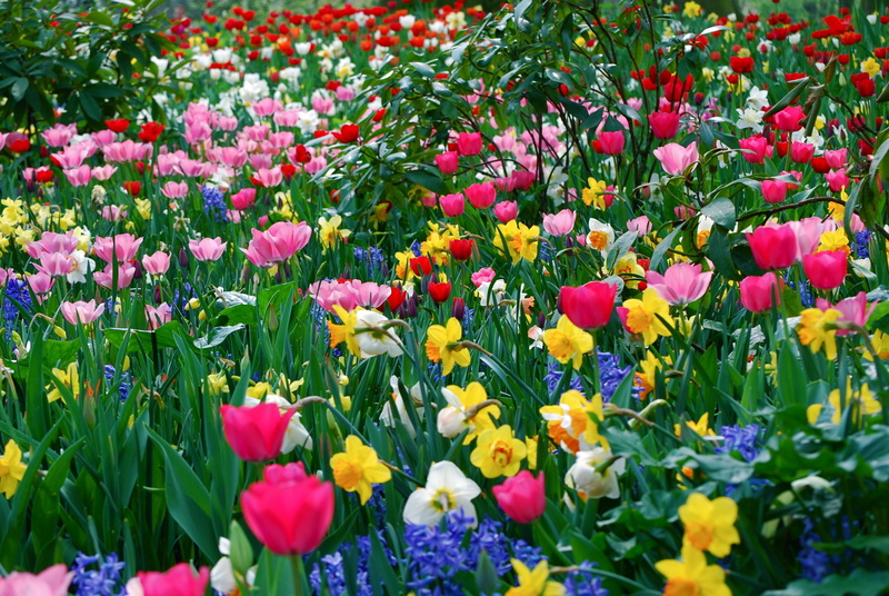 land, petal, meadow, daffodils, grass, blue, beauty In Nature, rural Scene, garden, vibrant Color, day, field, freshness, outdoors, blossom, beauty, summer