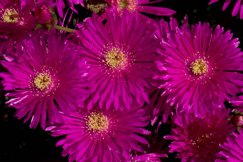 petaled, Flowers, summer, petal, purple, plant, nature, flower Head, flower, 5K, backgrounds