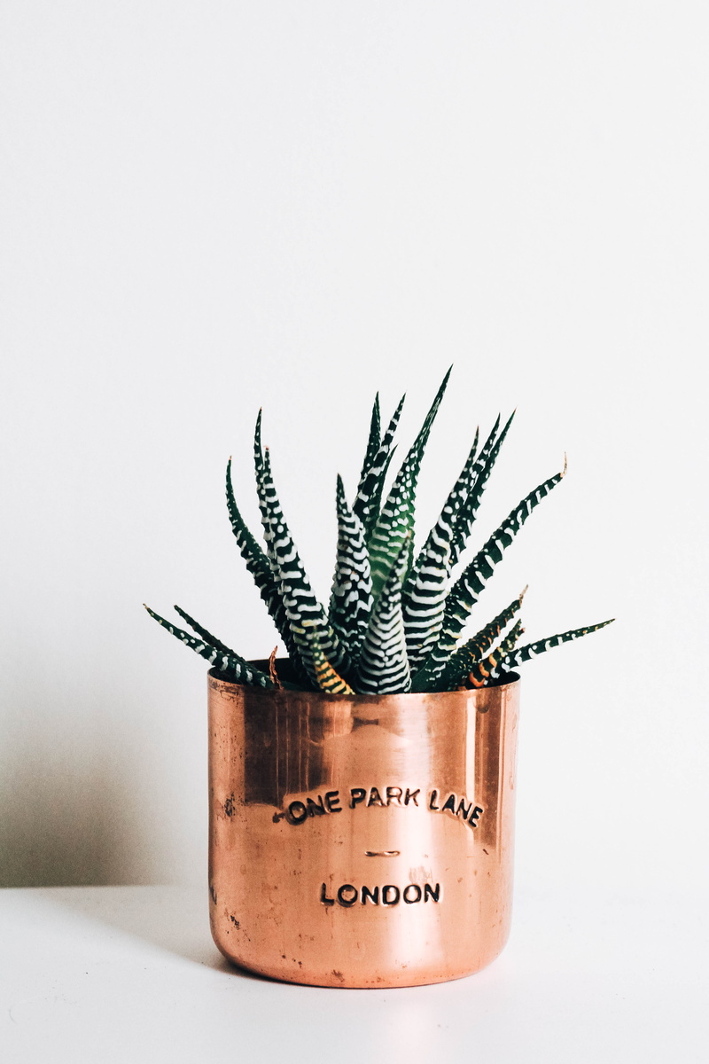 succulant, leaf, no people, communication, greenery, plant, fauna, succulent, indoors, vegetation, close-up, aloe, flower pot, green, rose gold candle