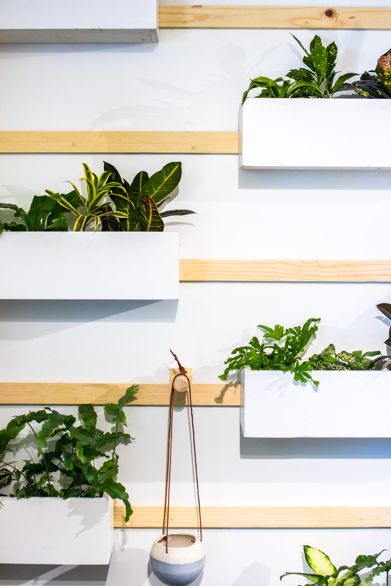 herb, still life, modern, wood - material, white, indoors, table, green color, design, minimal, potted plant, growth, 5K, houseplant, greenhouse, plant