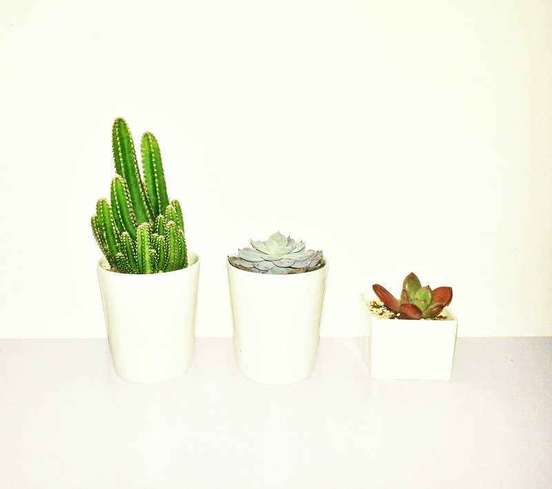 pot, wellbeing, beside, potted plant, white background, freshness, nature, leaf, food and drink, flower pot, still life, succulent plants, no people, indoors