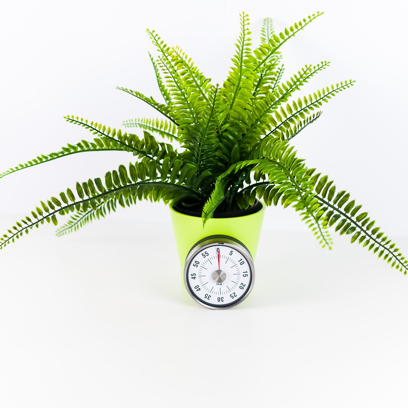 houseplant, growth, jar, plant, yellow, potted plant, plant part, inside, clock, vase, planter, pot, rainforest, indoors, fern, vegetation, tree, green