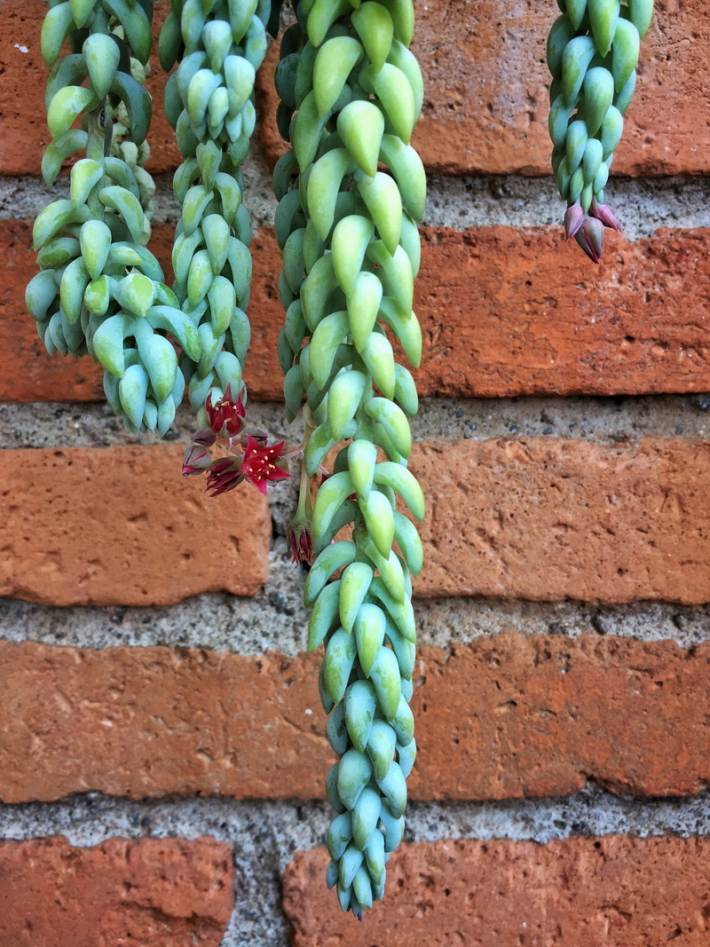 design, built structure, pot, natural, building exterior, fresh, indoor, Cactus, botany, green, cacti, close-up, home, no people, garden, red, wall, Succulent