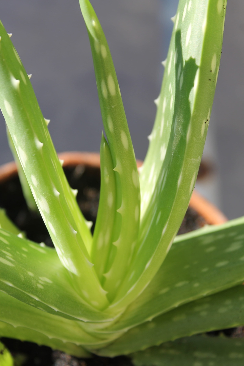 4K, plant part, cactus, beauty in nature, tropical, succulent plant, Aloe Vera, outdoors, botany, Herb, aloe vera plant, potted, plant, nature, spikes