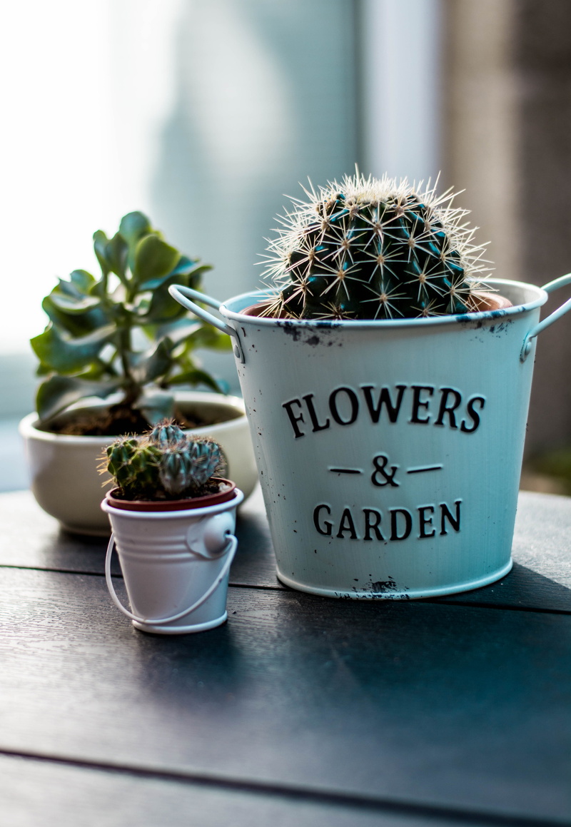 flower pot, gardening, plant, nature, bright, white, succulent plant, tray, little, 5K, blurred background, growth, no people, succulent, plants, thorn