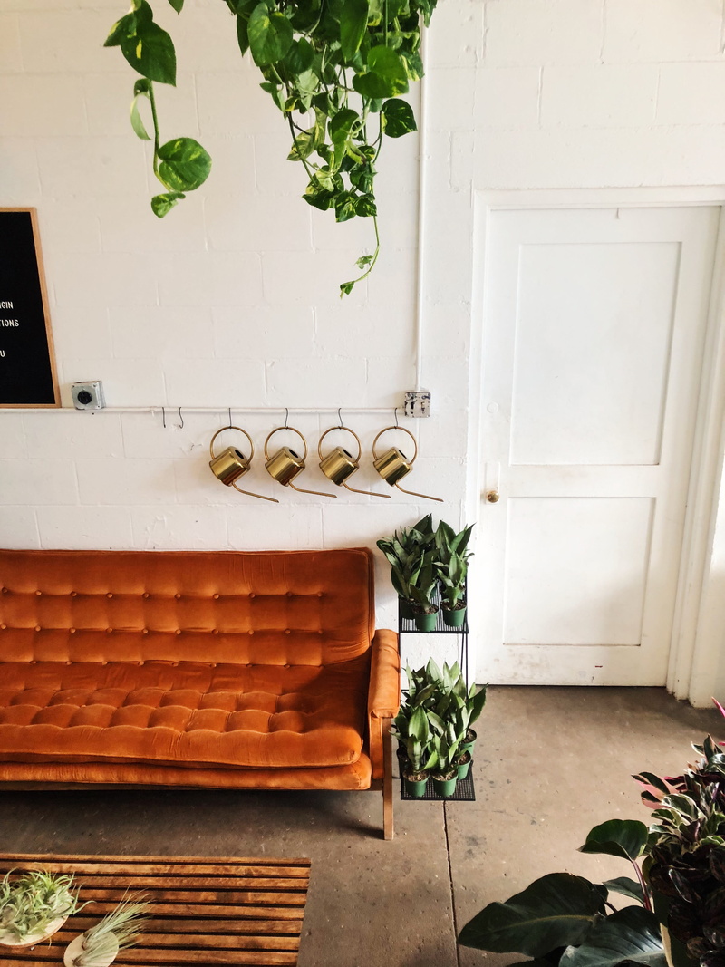 plant lover, velvet, seat, green, building, fabric, potted plant, flooring, window light, interior design, couch, white color, jug, nature, panel, house