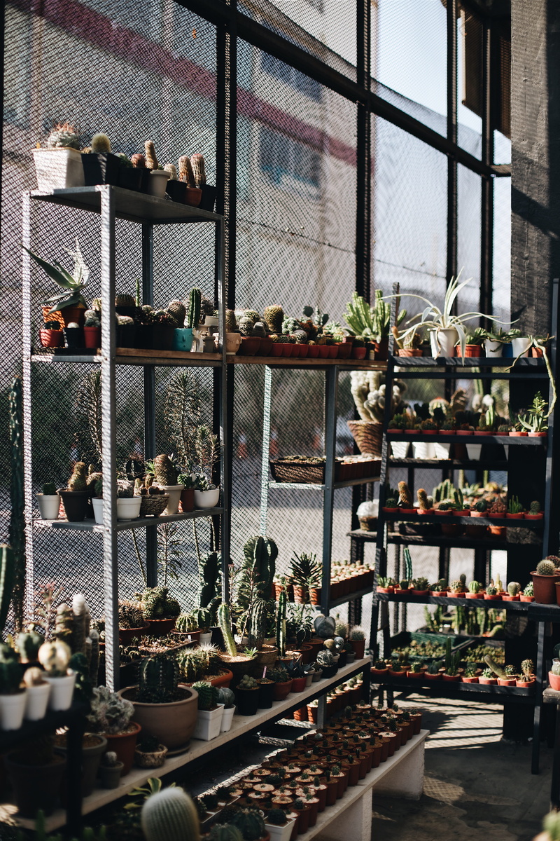 cafe, cactu, decoration, 5K, indoors, store, flower, cacti, tree, gardening, no People, cafecactu, nature, cactus, framcactu, plant, greenhouse, green