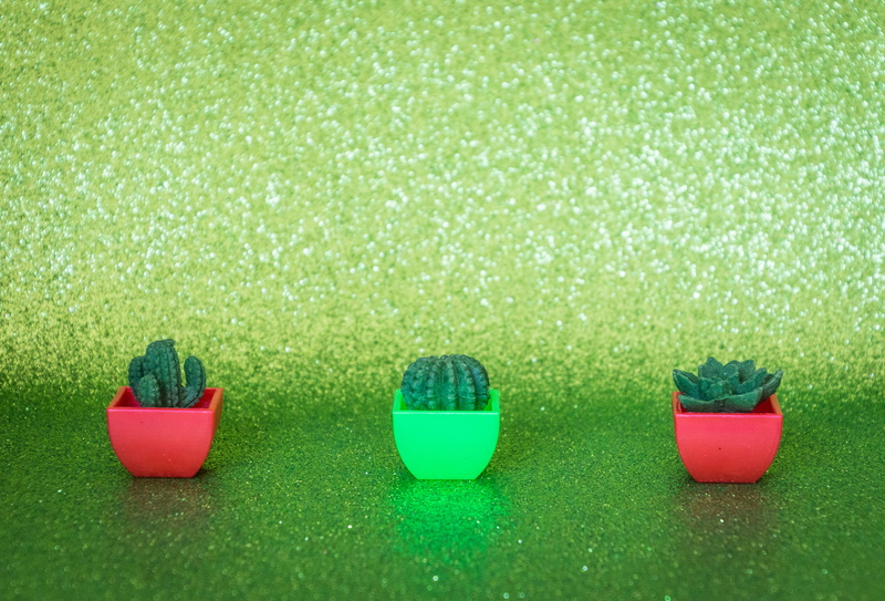 cactus plant, side by side, colors, pots, plant, copy space, nature, bright, indoors, growth, plastic, plants, 5K, background, close-up, three, potted