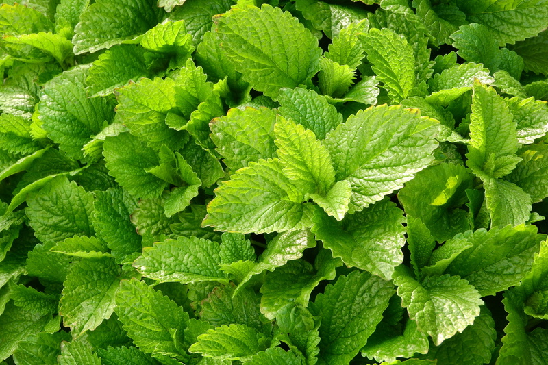 food, freshness, green Color, outdoors, herbs, food and drink, no people, leafed, medicinal herbs, herb, peppermint, close-up, melissa officinalis, day