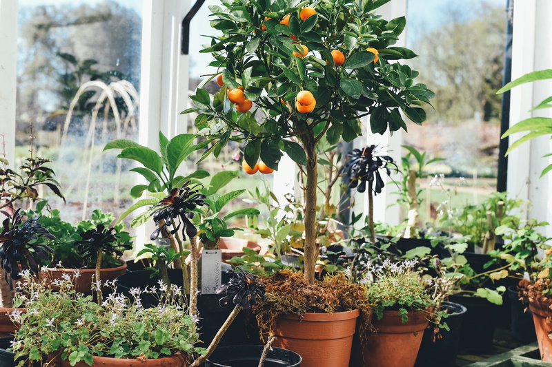patio, nature, flower, tree, botany, 2K, freshness, beauty in nature, orange, horticulture, flower Pot, plant, no people, house, summer, houseplant, outdoors