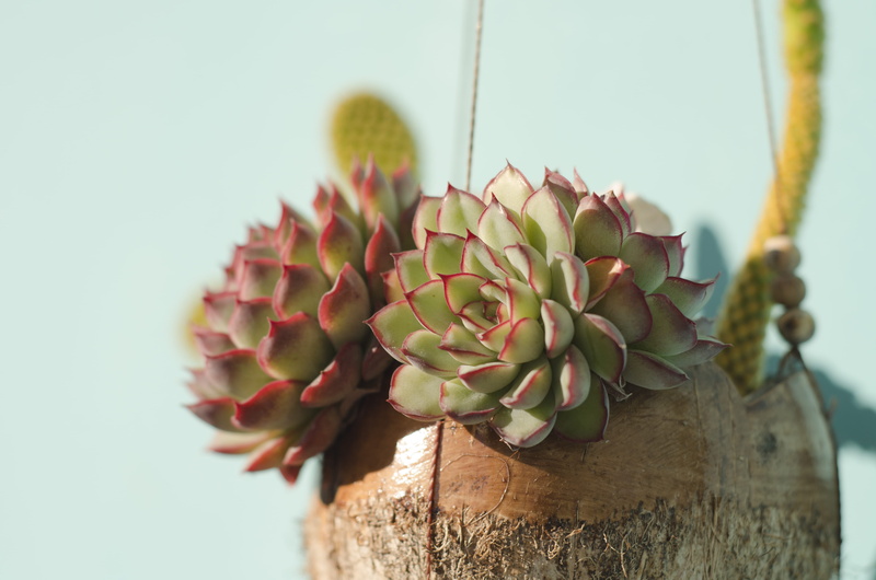 no people, growth, flower, blossom, shallow, freshness, succulent plant, jar, flora, 4K, flowering plant, tree, art, potted plant, decoration, cactus