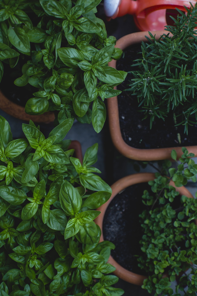 5K, planter, plants, nature, outdoors, healthy eating, market, plant part, oregano, vase, flora, leaf, pottery, wellbeing, potted plant, lifestyles, food and drink