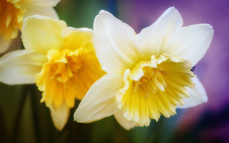 close-up, plant, printemps, beauty In Nature, flower, Narcisse, flowers, macro photography, photography, macro, yellow, nature, 4K, petal, spring, freshness