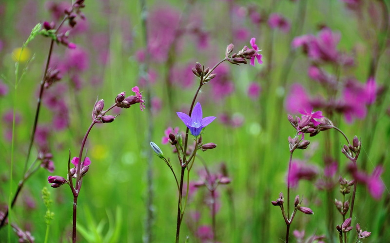 pink color, vulnerability, beauty in nature, freshness, growth, flowers, petal, animal wildlife, fragility, animal, day, wildflowers, nature, purple, pollination