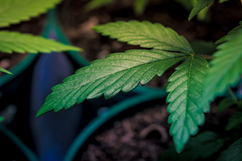planter, no people, selective focus, growth, plant part, freshness, nature, food, herbal, green color, medicine, pottery, agriculture, jar, vase, outdoors