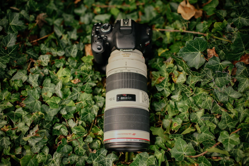 flower, 5K, high angle view, blossom, electronics, ivy, black, zoom, planter, canon, focus on foreground, day, communication, nature, potted plant, no people