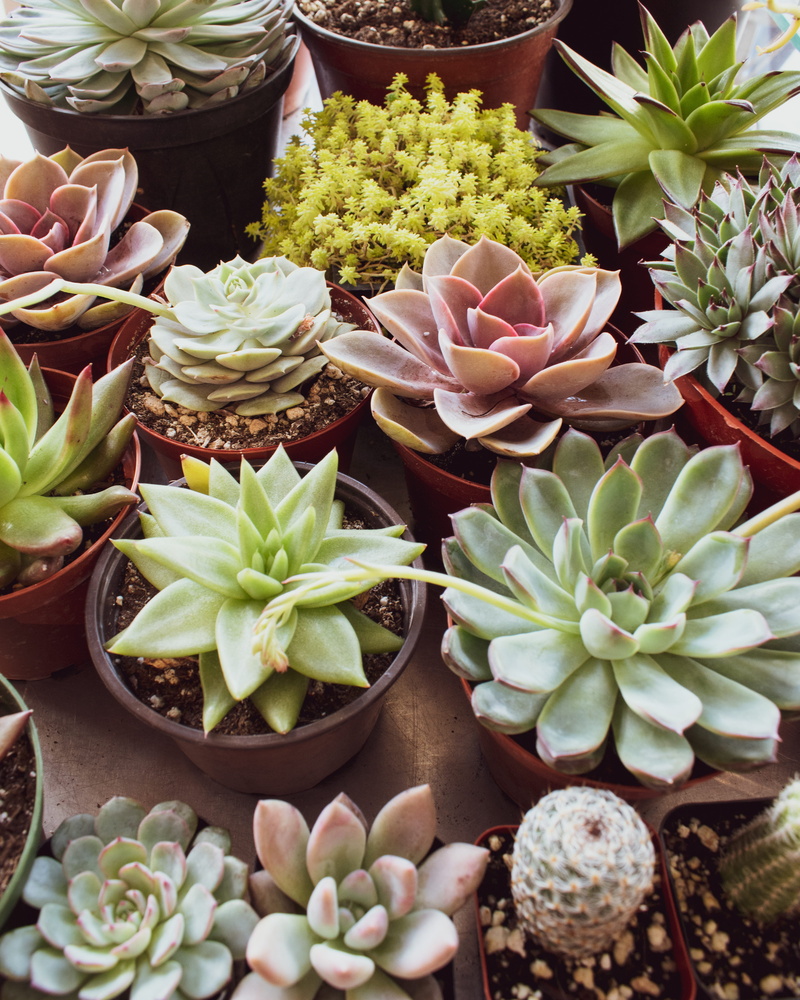 flower, potted plant, nature, 4K, freshness, variety, plants, colorful succulent plant, vegetation, tabletop, colorful plant, choice, close-up, day, green