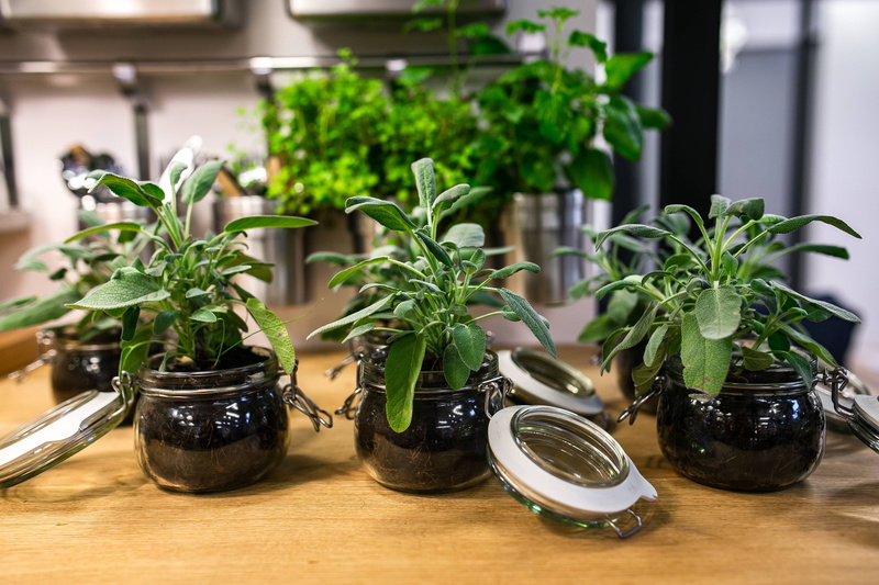 herb, variation, food, freshness, kitchen, vegetable, ingredient, indoors, plants, Green plants, flower Pot, container, plant part, nature, food and drink
