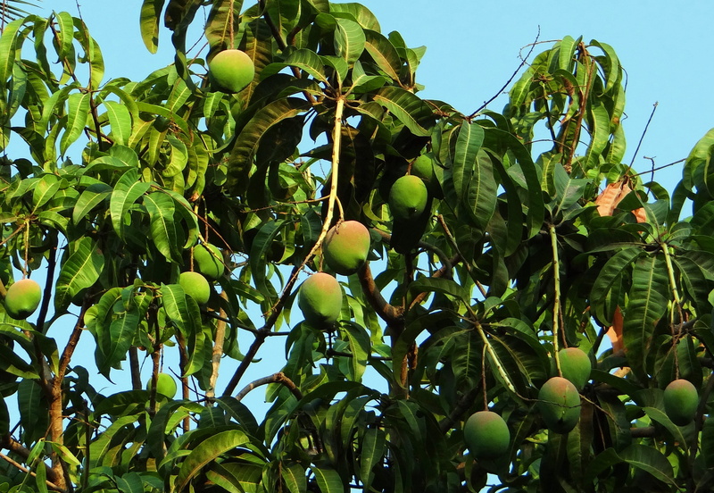 day, growth, freshness, outdoors, no people, green color, nature, leaf, healthy eating, mangifera indica, wellbeing, fruit, fruit tree, beauty in nature