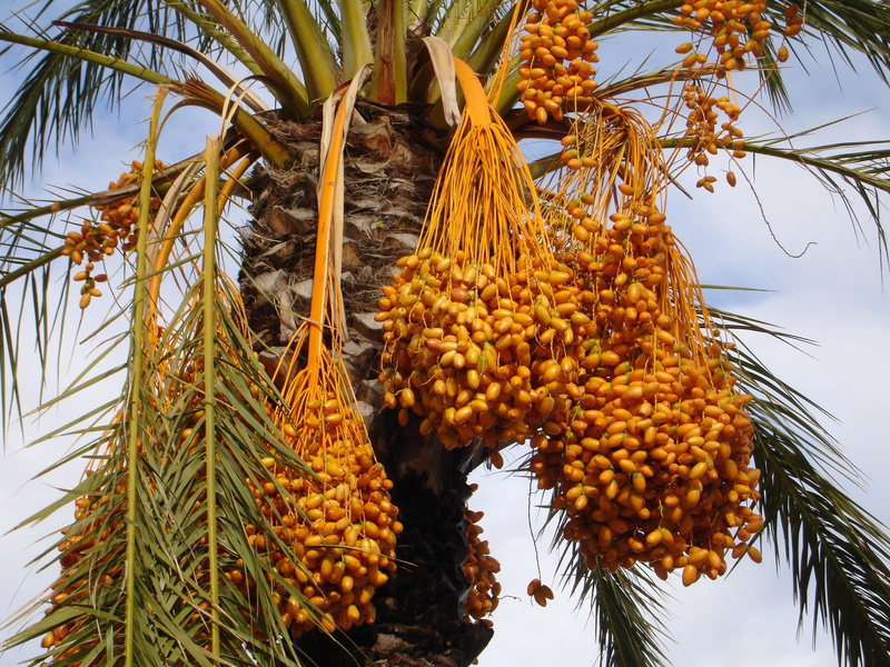 healthy eating, low angle view, nature, seeds, outdoors, food and drink, dates, ripe, 2K, no people, palm tree, fruits, tropical climate, date palm, growth