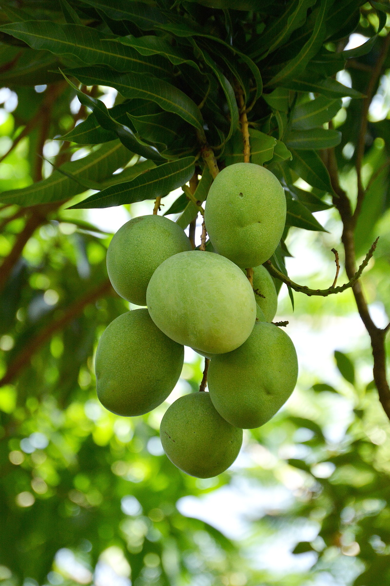 tropical fruit, no people, green color, leaf, Tropical, close-up, plant, focus on foreground, freshness, food and drink, Vegetable, fruit, healthy eating