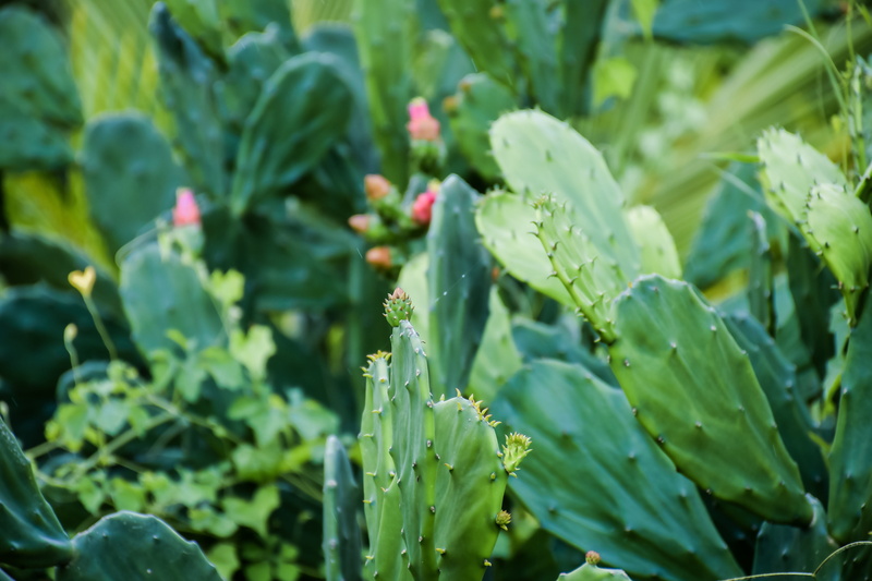 plant, land, 5K, papaya, cupcake, day, green color, leaf, focus on foreground, freshness, sprout, plant part, field, green, rubber eraser, close-up, background