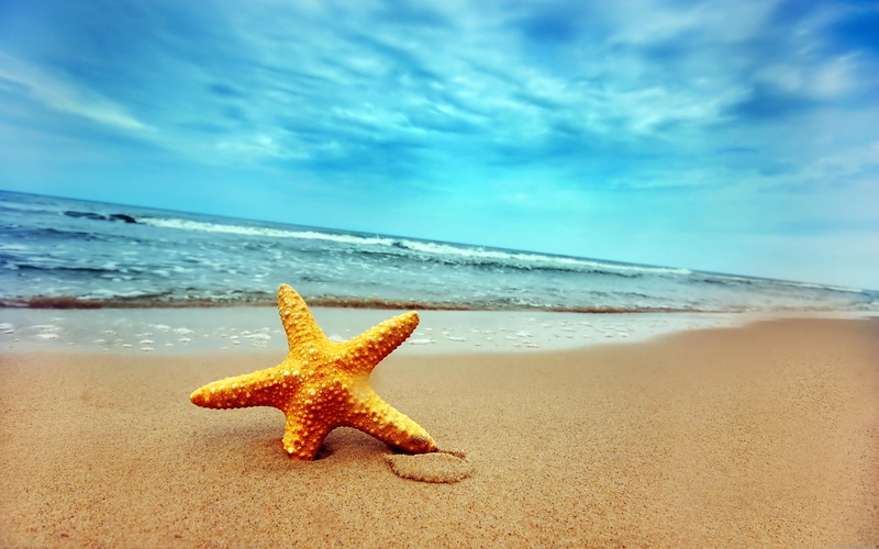 2K, sea, beach, yellow, starfish