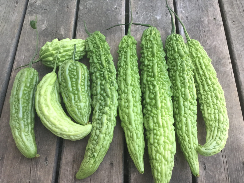 food and drink, gourd, food, bitter melons harvest, produce, table, healthy eating, 2K, snake, canada, green color, tree, no people, garden vegetable bitter
