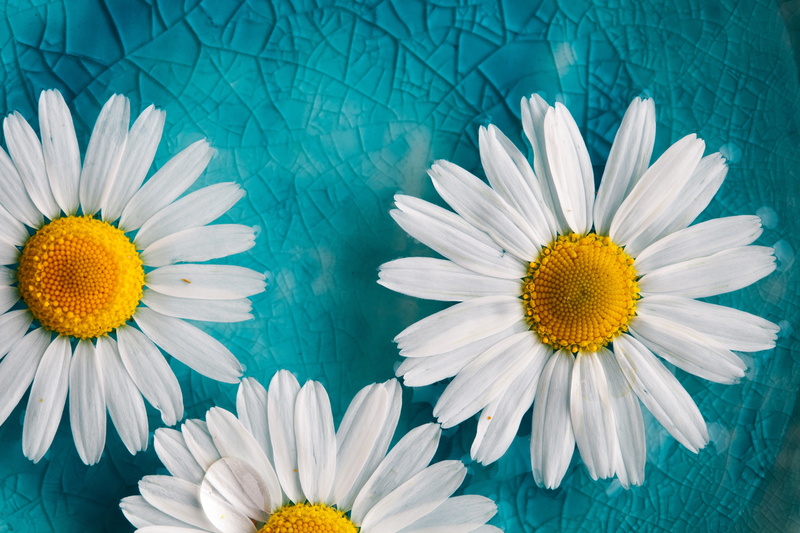 daisies, macro, flowers, nature, cyan, yellow, 5K, turquoise